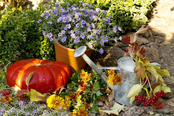 Composition of ripe pumpkins — Stock Photo, Image