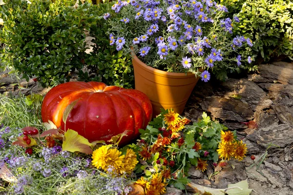 Composition of ripe pumpkins — Stock Photo, Image