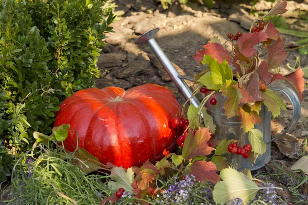 Composición de calabazas maduras —  Fotos de Stock