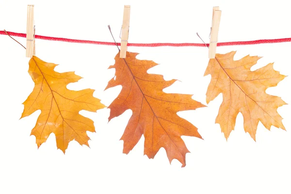 Suché dubové listí — Stock fotografie