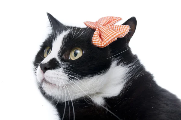 Black cat with a bow Royalty Free Stock Images