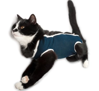 Sterilizasyon sonra kedi