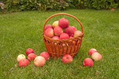 Benim üzerime Bahçe hasat