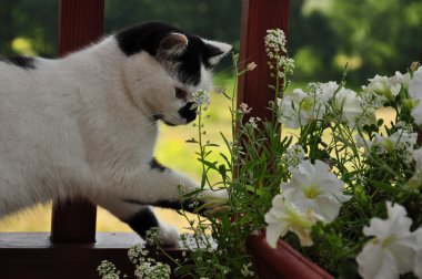 Yaz bahçesinde kedi