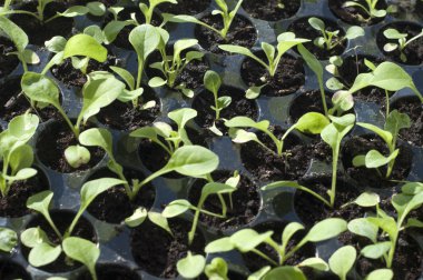 sera içinde genç fidan