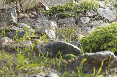 yağmur bahçesinde köknar dekoratif taş