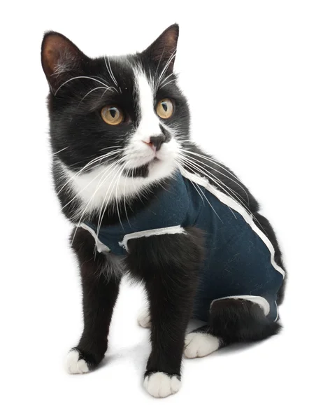 Sterilizasyon sonra kedi