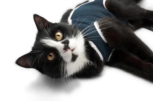 Sterilizasyon sonra kedi