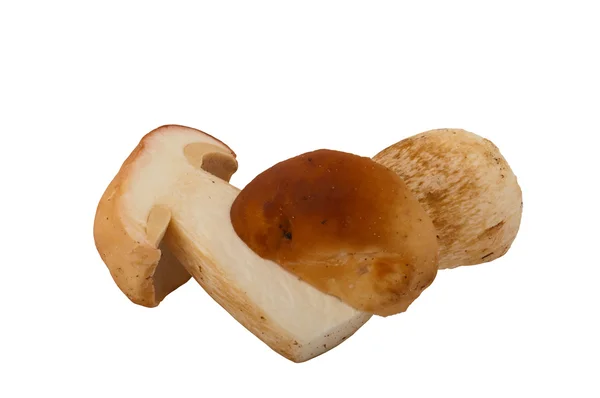 White mushroom, Boletus edulis — Stock Photo, Image