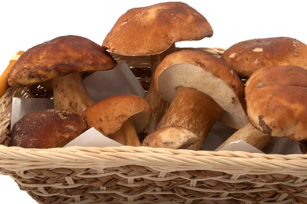 White mushroom, Boletus edulis — Stock Photo, Image
