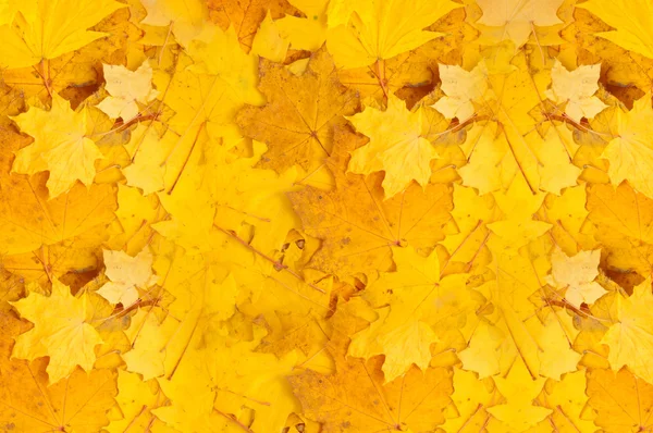 Yellow autumn leaves — Stock Photo, Image