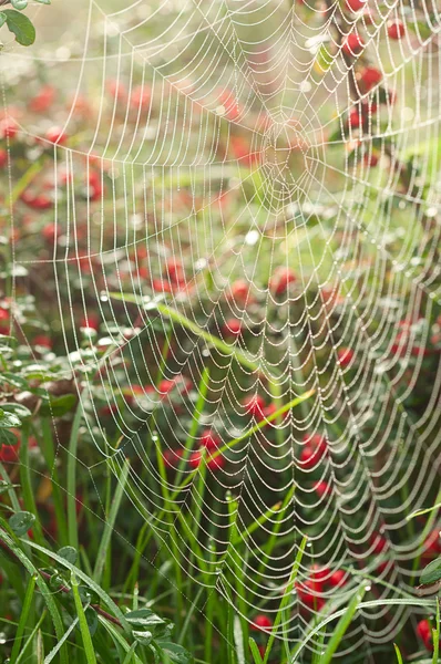 Spider web at summer day — Stock Photo, Image