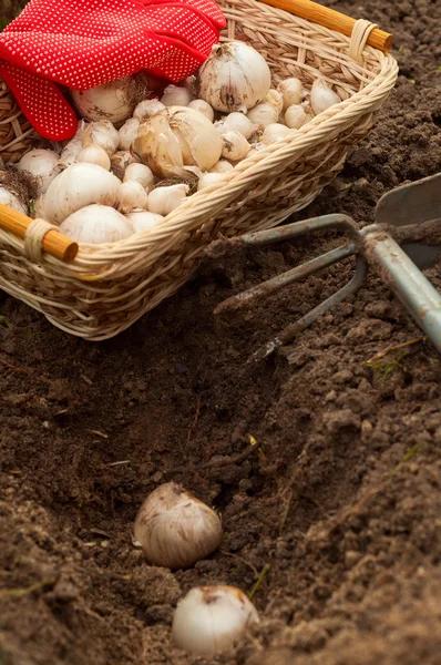 Planting flower bulbs — Stock Photo, Image