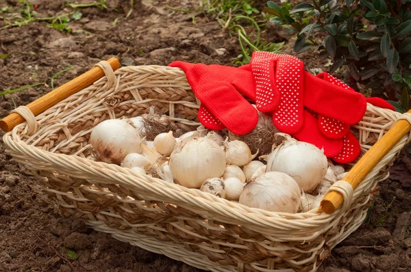 Planting flower bulbs — Stock Photo, Image