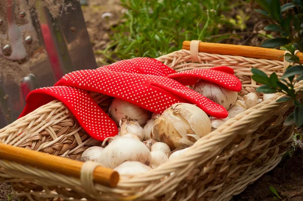 Planting flower bulbs — Stock Photo, Image