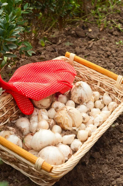 Planting flower bulbs — Stock Photo, Image