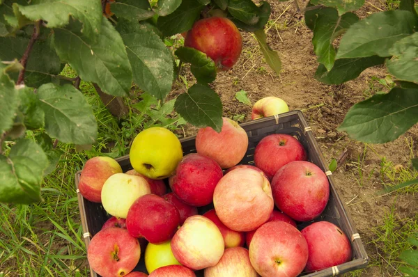 Amateur garden harvest — Stock Photo, Image