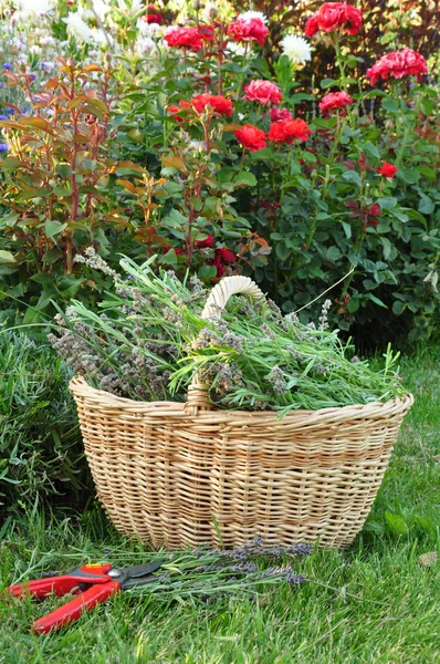 Blumen im Garten — Stockfoto