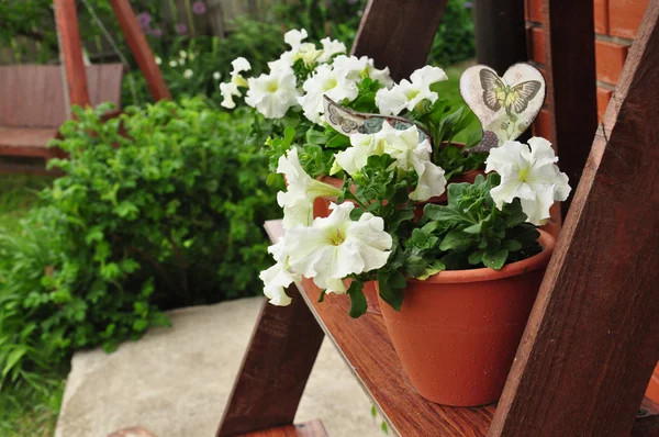 Petunien im Garten — Stockfoto