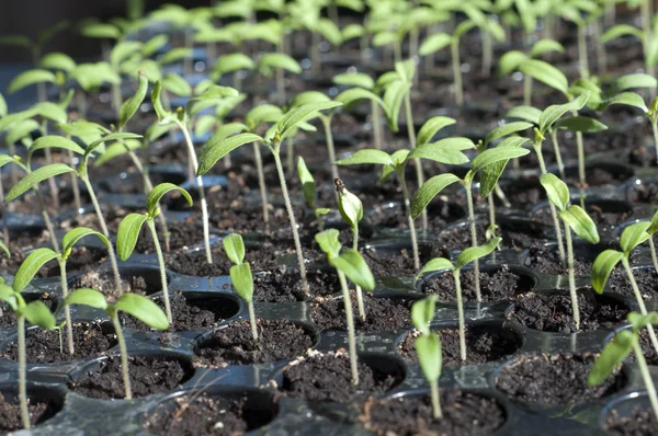 Seedlings in pots — Stock Photo, Image