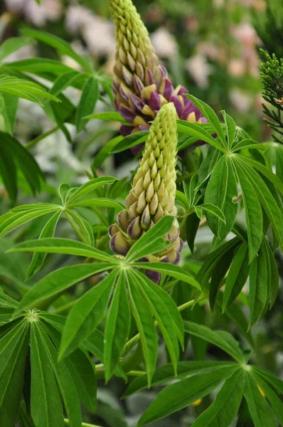 Flor de tremoço no jardim — Fotografia de Stock