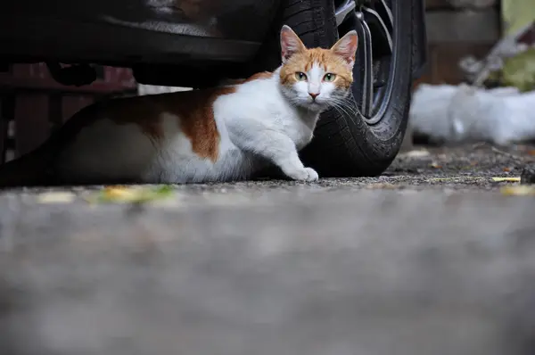 evsiz kedi bir arabanın altında gizleme