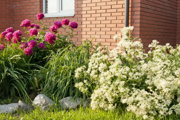 Blühende Blumenbeete Frühling — Stockfoto