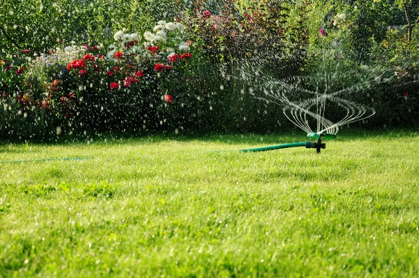 Bestreuen Garten auf dem Rasen lizenzfreie Stockfotos