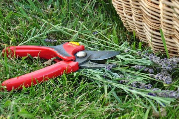 Manual secateurs for garden Royalty Free Stock Images