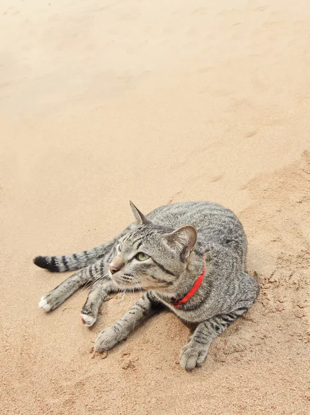 A cat on the sand beach