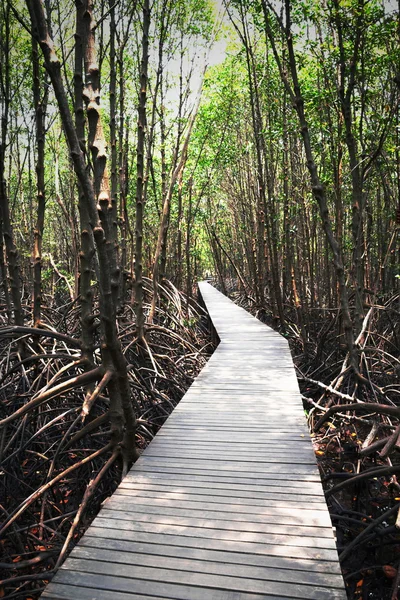 Passarela de ponte de madeira para floresta de mangue — Fotografia de Stock