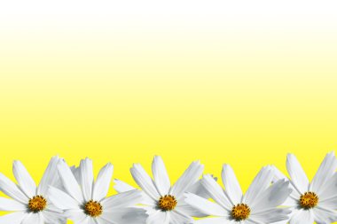 Beyaz cosmos çerçeve çiçek