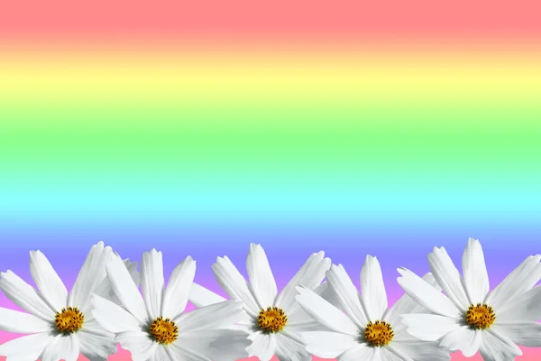 Cosmos blanco marco de flores — Foto de Stock