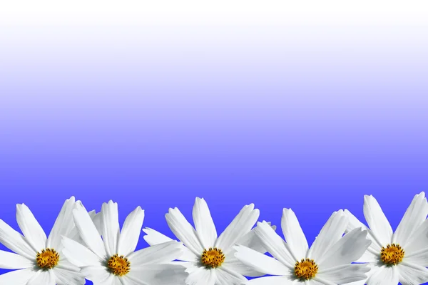 흰색 코스모스 꽃 프레임 — 스톡 사진