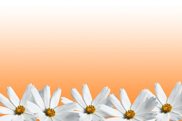 Kosmos biały kwiat ramki — Zdjęcie stockowe
