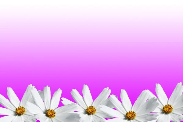 Cosmos blanco marco de flores —  Fotos de Stock