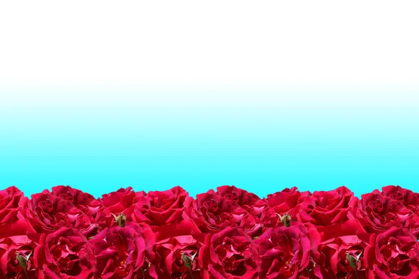Κόκκινα τριαντάφυλλα πλαίσιο — Φωτογραφία Αρχείου