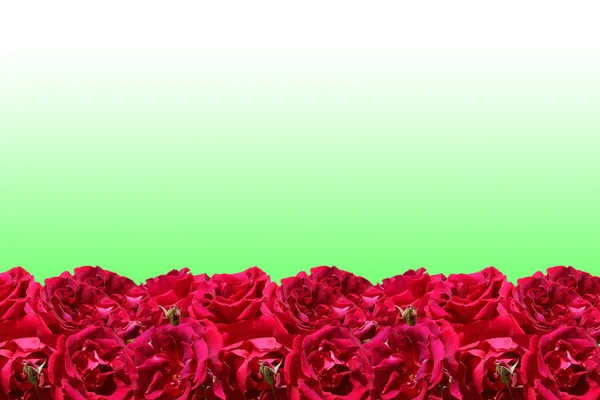 Cornice rose rosse — Foto Stock