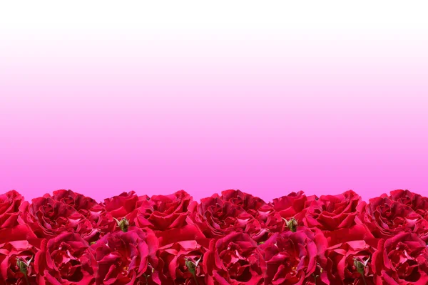 红玫瑰帧 — 图库照片