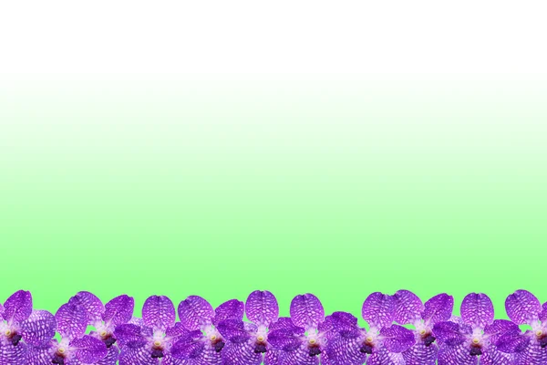Orkidé ram — Stockfoto
