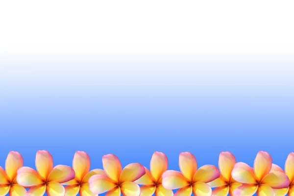 Keře, Plumeria květinový rámeček — Stock fotografie