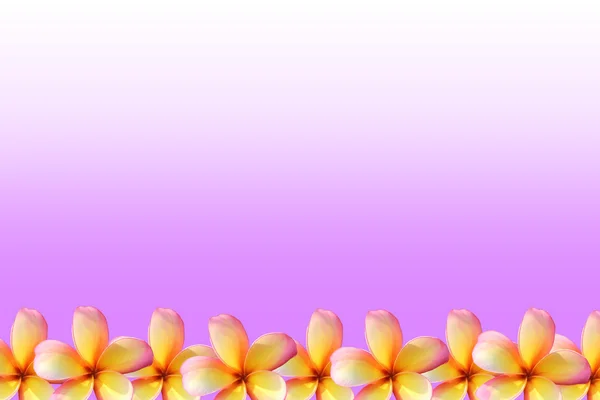 Keře, Plumeria květinový rámeček — Stock fotografie