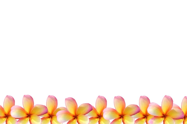 Frangipani, ramy kwiat Plumeria — Zdjęcie stockowe