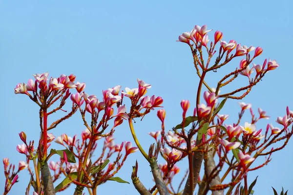 Frangipani, Plumaria flower — Stock Photo, Image