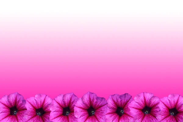 Petunya çiçek çerçeve — Stok fotoğraf