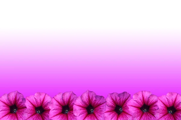Petunia marco de flores —  Fotos de Stock