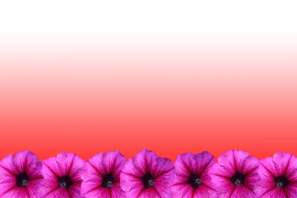 Petúnie květinový rámeček — Stock fotografie