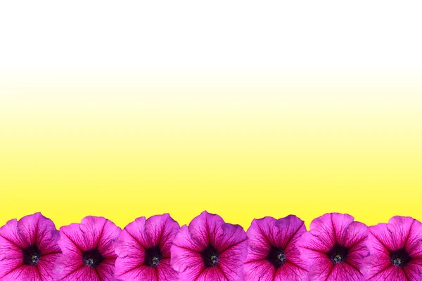 Petúnie květinový rámeček — Stock fotografie