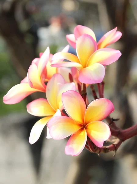 Flor rosa Frangipani ou Plumaria — Fotografia de Stock