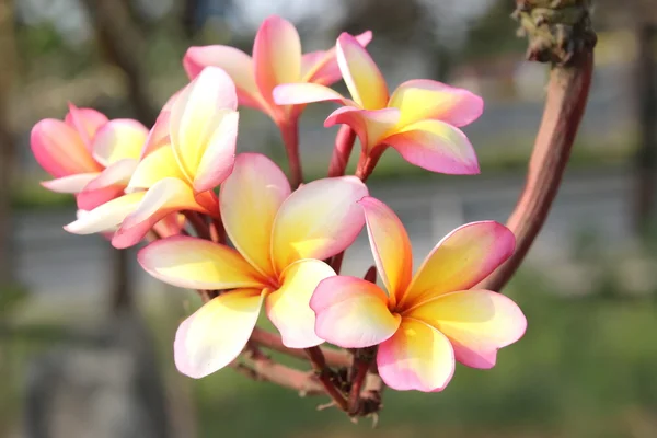 Flor rosa Frangipani ou Plumaria — Fotografia de Stock